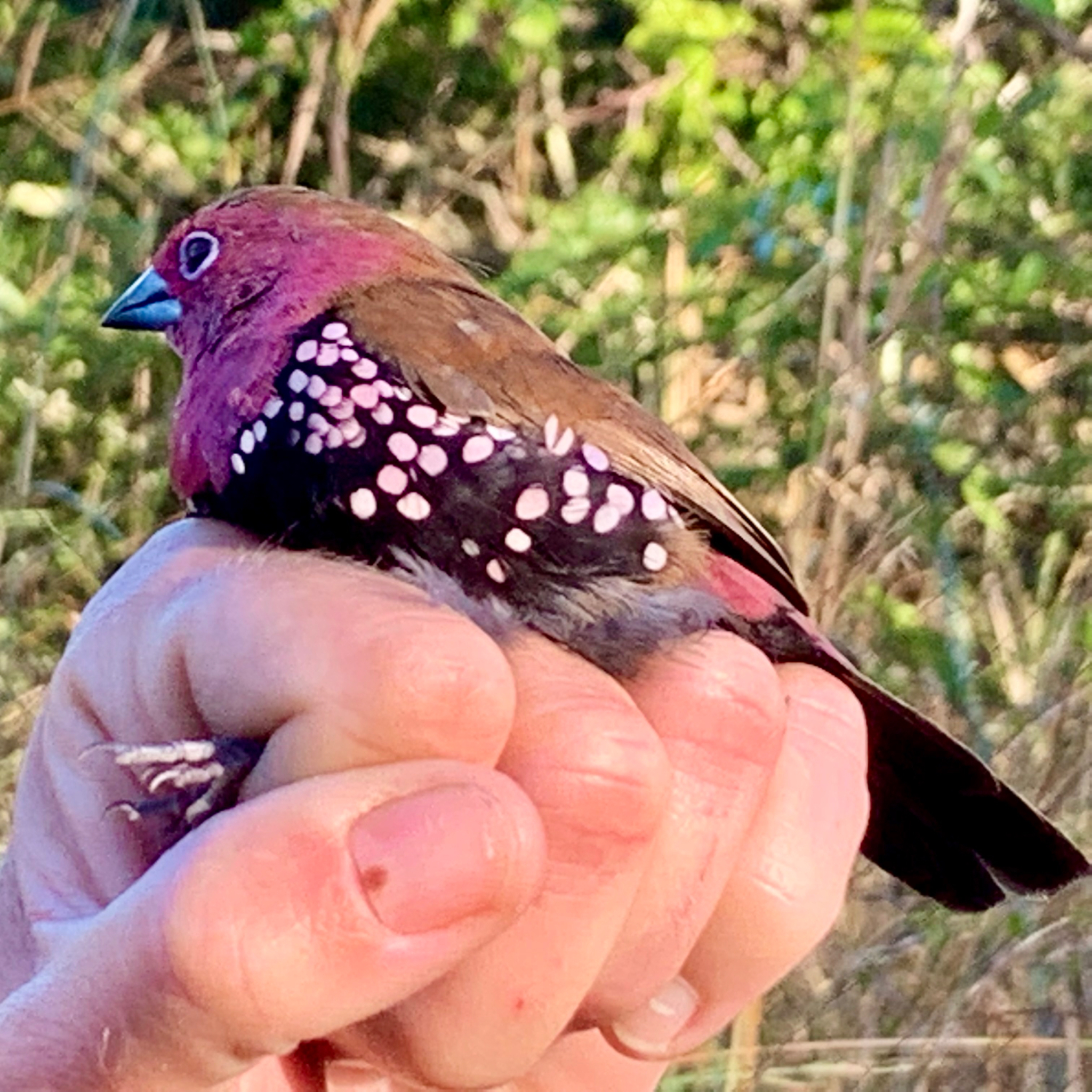 Pink throated Twinspot